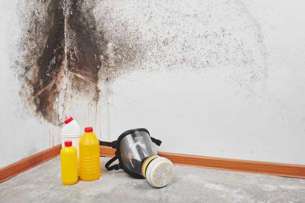 Best Mold Remediation for Specific Building Types in Kelseyville, CA