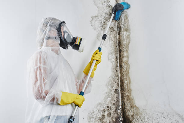 Best HVAC Mold Remediation in Kelseyville, CA