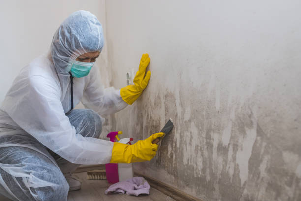 Best Emergency Mold Remediation in Kelseyville, CA