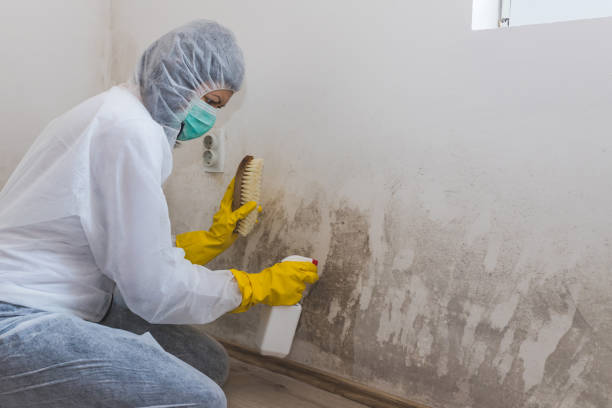 Best Mold Testing and Inspection Services in Kelseyville, CA
