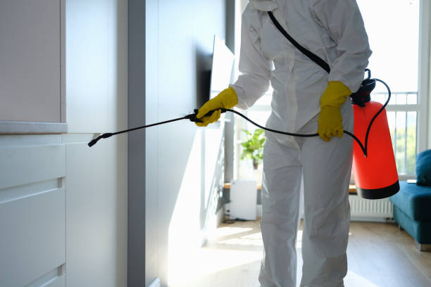 Best Post-Flood Mold Remediation in Kelseyville, CA