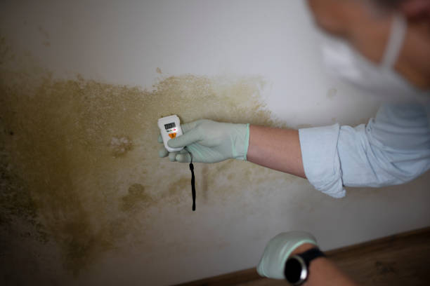 Best Insurance-Related Mold Remediation in Kelseyville, CA