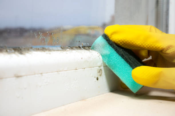 Best Localized Mold Remediation (e.g., coastal areas, humid climates) in Kelseyville, CA