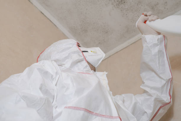 Best Residential Mold Remediation in Kelseyville, CA