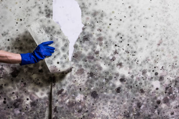 Best Attic Mold Remediation in Kelseyville, CA