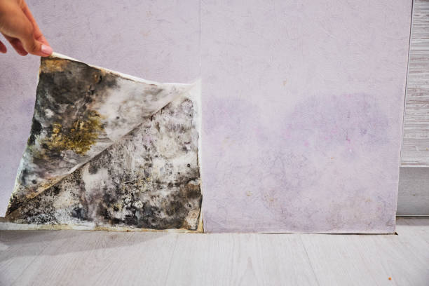 Best Bathroom Mold Remediation in Kelseyville, CA